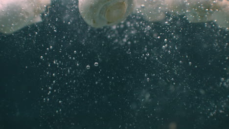 Mushrooms-falling-into-water-and-floating-in-slow-motion